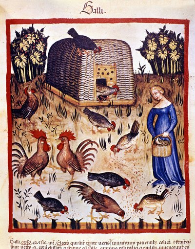 Uma jovem mulher num quintal baixo alimenta galinhas e galos. Iluminação a partir da ordenha de medicamentos e dietética "Tacuinum sanitatis". de Unknown artist