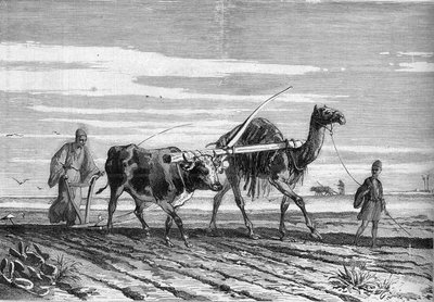 Agricultura no Egipto: um arado puxado por uma vaca e um camelo. Gravura em "Le Monde Illustré" n°1316 de 17 de Junho de 1882. de Unknown artist