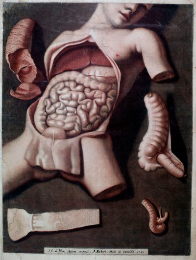 Tábua anatômica representando o interior do abdômen de um ser humano: instestinos, estômago. 1742. Coleção Particular de Unknown artist