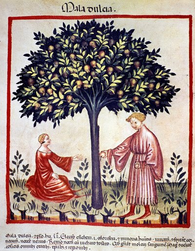 Apanhar maçãs. Iluminação a partir da ordenha de medicamentos e dietética "Tacuinum sanitatis". de Unknown artist
