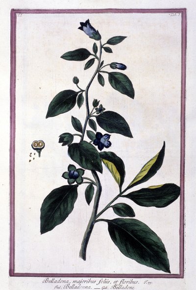 Belladonna, flores e bagas. Planta venenosa usada em medicina. Gravura depois de um herbário do século XIX. de Unknown artist