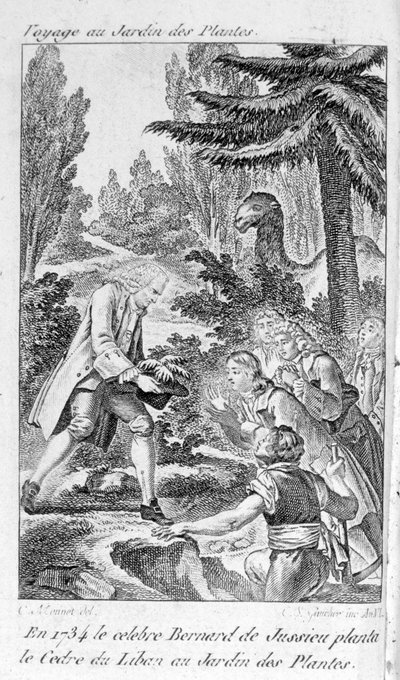 Bernard de Jussieu, botânico francês (1699-1777) planta um cedro do Líbano no jardim das plantas em Paris de Unknown artist