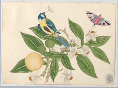Pássaro em um galho de laranja, com borboleta de Unknown artist