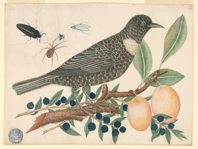 Pássaro preto com mirtilos e damascos de Unknown artist