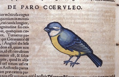 Passageiro Azul em Historia Animalium por Conrad Gesner (1516 - 1565), Tiguri de Unknown artist