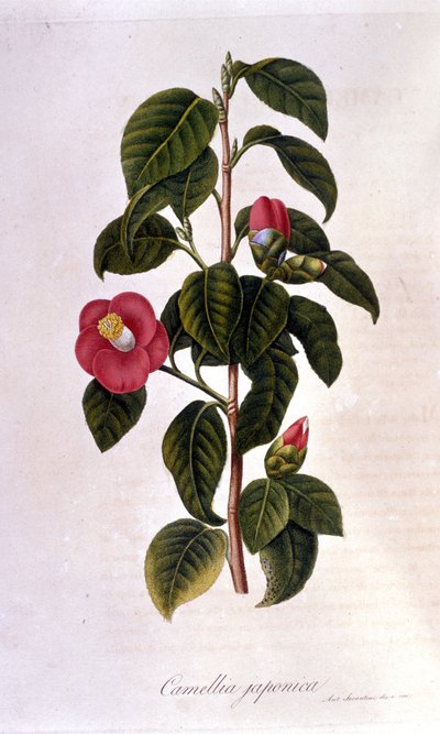 Tábua botânica: Camelia, do Japão. Gravura do século XIX de Unknown artist