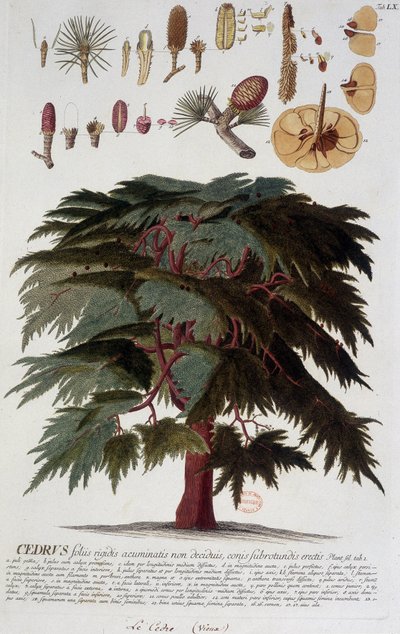 Tábua botânica: Cedro. Século 19 d.C. de Unknown artist