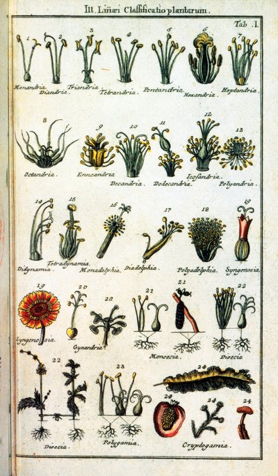 Tábua botânica: Classificação de plantas por Carl von LINNE (1707-1778), naturalista sueco em "" Compendium Botanices Systematis Linnean "". Edição de Unknown artist