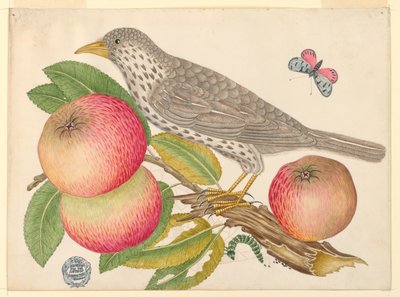 Brown Bird em Apple Branch, com Caterpillar de Unknown artist