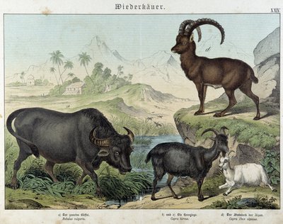 Búfalo, cabra, cabra e ibex - em "Histórias naturais de mamíferos", ed. Schreiber de Unknown artist