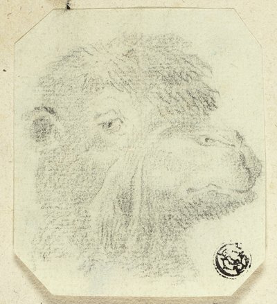 Cabeça de camelo virada para a direita de Unknown artist