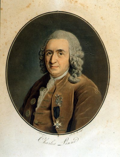 Carl Von Linné naturalista e escritor sueco (1707 - 1778) de Unknown artist