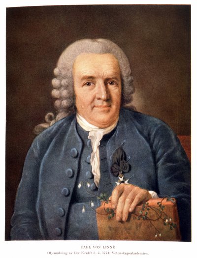 Carl Von Linné naturalista e escritor sueco de Unknown artist