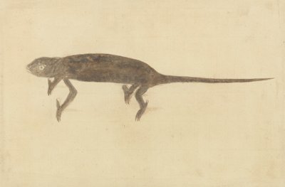 Chamaeleon de Unknown artist