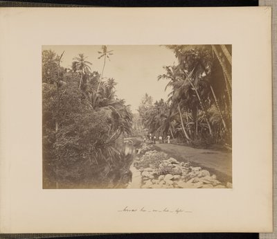 Bosque de cacau perto de Galle, Ceilão de Unknown artist