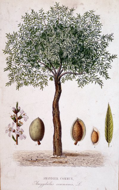 Amendoeira comum - tábua botânica de Unknown artist