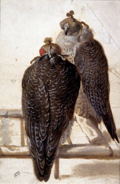 Um par de falcões. Desenho do século XVIII. de Unknown artist