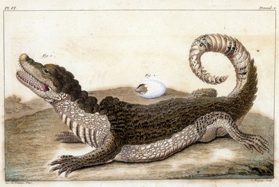 Crocodilo do Suriname (Caimão) - em "O que é mais interessante e curioso entre animais e minerais para servir de inteligência para a história geral dos três reinados da natureza" por Buchoz, no final do 18º S.¿ de Unknown artist