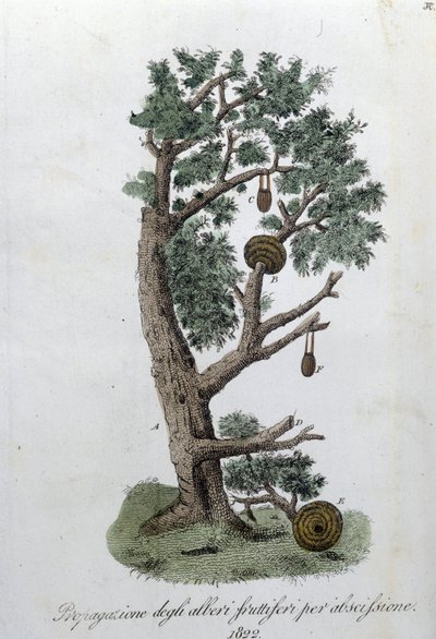 Sistema de corte para o desenvolvimento de árvores de fruto. Placa retirada de "Giornale dell