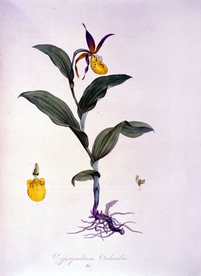 Cypripedium calceolus: tipo de orquídea. de Unknown artist