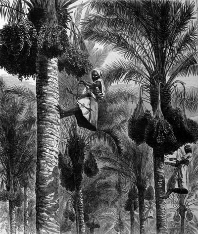 Escolha de datas no Ceilão (atual Sri Lanka) Gravura do século 19 de Unknown artist