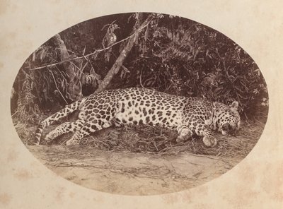 Leopardo morto de Unknown artist