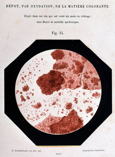 Deposição, por oxidação, da matéria corante: depósito numa vista que foi esvaziada durante seis meses sem flores ou qualquer doença. Vista microscópica 400/1. Estudo sobre o vinho 1866 por Pasteur. de Unknown artist