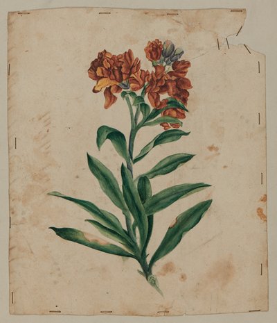 Desenho de projeto, início do século XVIII de Unknown artist