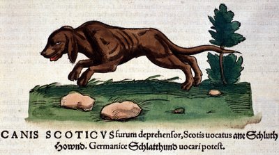 Cão do Historia Animalium de Conrad Gesner, Tiguri 1560. Biblioteca nazionale Braidense. Milão de Unknown artist