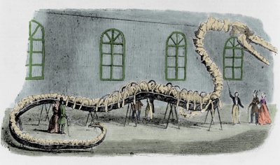 A cobra marinha falsa do Dr. Albert C. Koch. O esqueleto foi montado com ossos de vários animais. A serpente chamava-se "Hydrarcus Silimanni". Ele foi exibido em Nova Iorque com grande sucesso em 1845. Quando a fraude foi descoberta, Koch fugiu e voltou pa de Unknown artist
