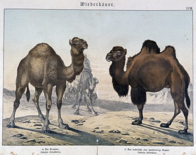 Dromedário e camelo - em "Histórias naturais de mamíferos", Ed. Shreiber, Munique de Unknown artist