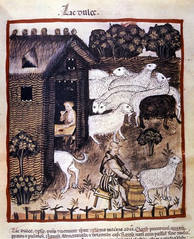 Trabalho na fazenda: ordenha de ovelhas para produzir leite e queijo. Iluminação a partir da ordenha de medicamentos e dietética "Tacuinum sanitatis". de Unknown artist