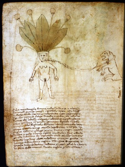 Mandrágora fêmea, extraída de uma erva do século XIV. de Unknown artist