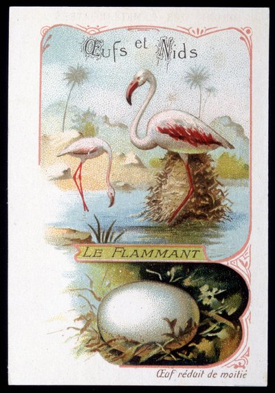 Flamingo - Ovos e Ninhos. Cromolitografia do século XIX. de Unknown artist