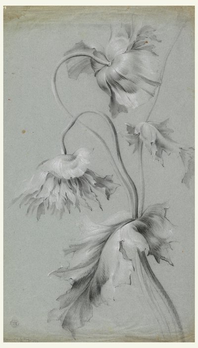 Desenho floral de Unknown artist
