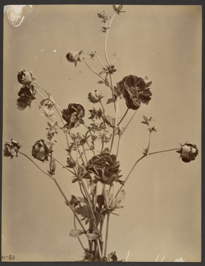 [Estudo floral]. de Unknown artist