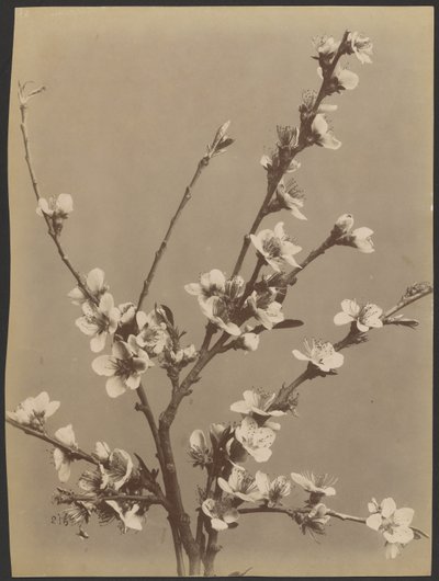 [Estudo floral com pequenas flores brancas]. de Unknown artist