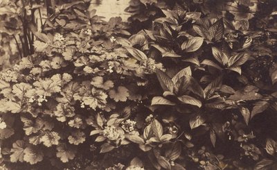 [Flores e folhas]. de Unknown artist