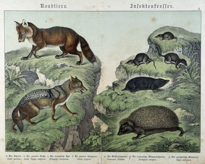 Raposa, raposa prateada, musaranho, toupeira e ouriço-cacheiro - em "Natural histories of mammals", ed. Schreiber de Unknown artist
