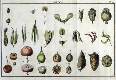Frutos: em "Flora Françoise, ou uma breve descrição de todas as plantas que crescem naturalmente em França, organizadas de acordo com um novo método de análise ao qual a citação das suas virtudes menos equívocas na medicina e a sua utilidade nas artes" por de Unknown artist