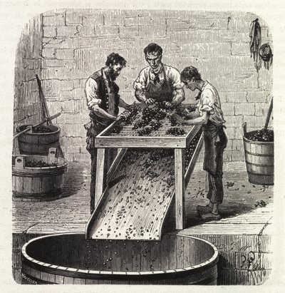Classificação das uvas numa grelha durante o processo de elaboração do vinho de qualidade superior da Borgonha. Gravura a partir do final do século XIX de Unknown artist