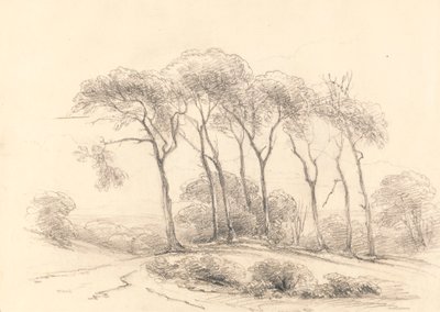 Árvores altas de Unknown artist