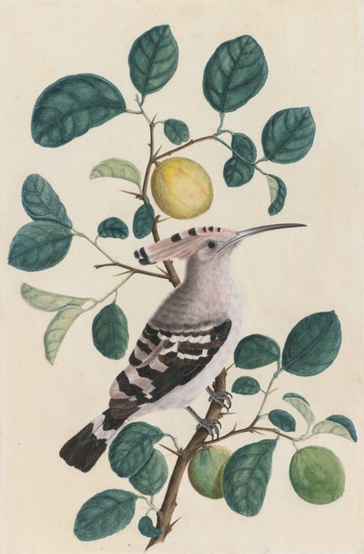 Hoopoe em um galho de árvore cítrica de Unknown artist