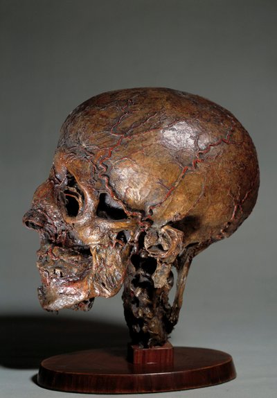 Cabeça anatômica humana feita por meio de injeções de cera. Colecção privada do século XVIII de Unknown artist