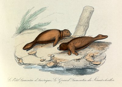 Ilustração do livro "Obras Completas de Buffon": Les Quadrupedes (gravura) de Unknown artist