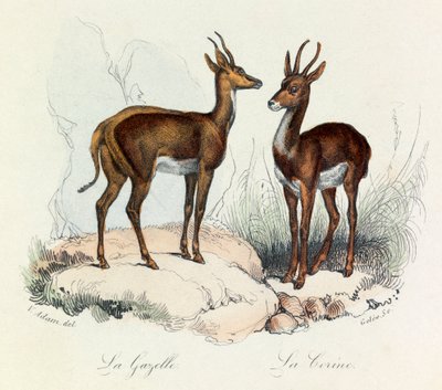 Ilustração do livro "Obras Completas de Buffon": Os quadrúpedes: A gazela e a coroa (gravura) de Unknown artist