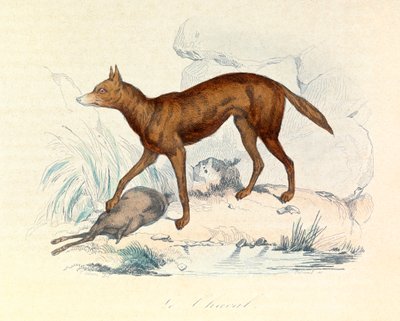 Ilustração do livro "Obras Completas de Buffon": Os quadrúpedes: O chacal (gravura) de Unknown artist