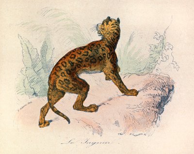 Ilustração do livro "Obras Completas de Buffon": Os quadrúpedes: O jaguar (gravura) de Unknown artist