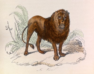 Ilustração do livro "Obras Completas de Buffon": Os quadrúpedes: O leão (gravura) de Unknown artist