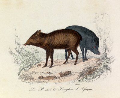 Ilustração do livro "Obras Completas de Buffon": Os quadrúpedes: O pecari e o javali de África (gravura) de Unknown artist